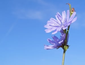 Chicory, Cichorium Intybus, Blue, Flower, flower, fragility thumbnail
