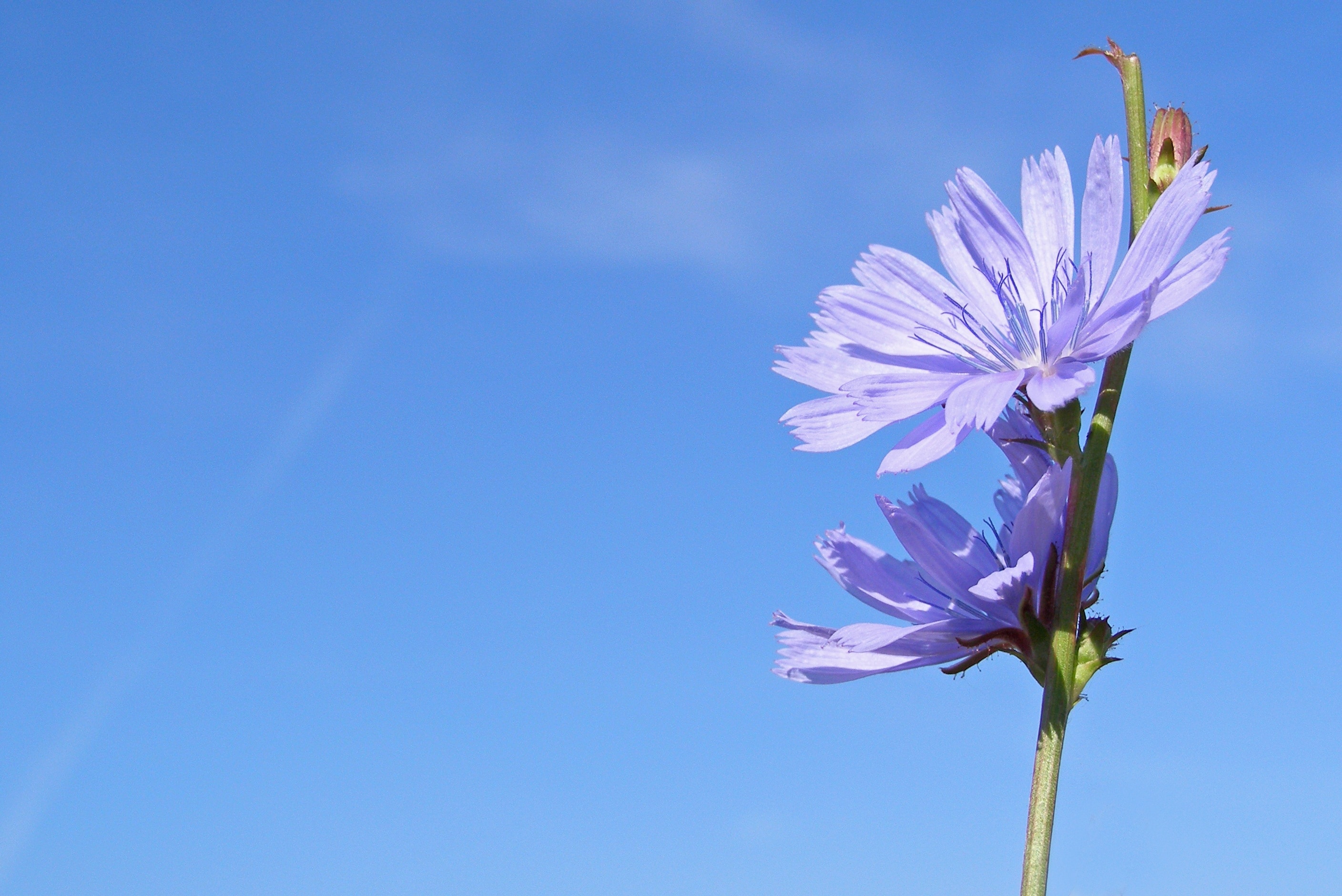 Chicory, Cichorium Intybus, Blue, Flower, flower, fragility