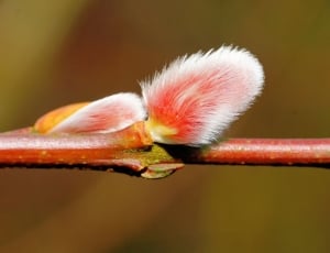 red and white plant thumbnail