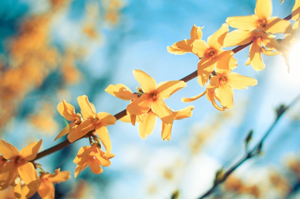 yellow flowering tree preview