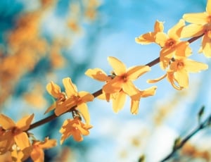 yellow flowering tree thumbnail