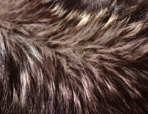 black and gray fur thumbnail
