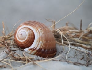 beige and brown snail thumbnail