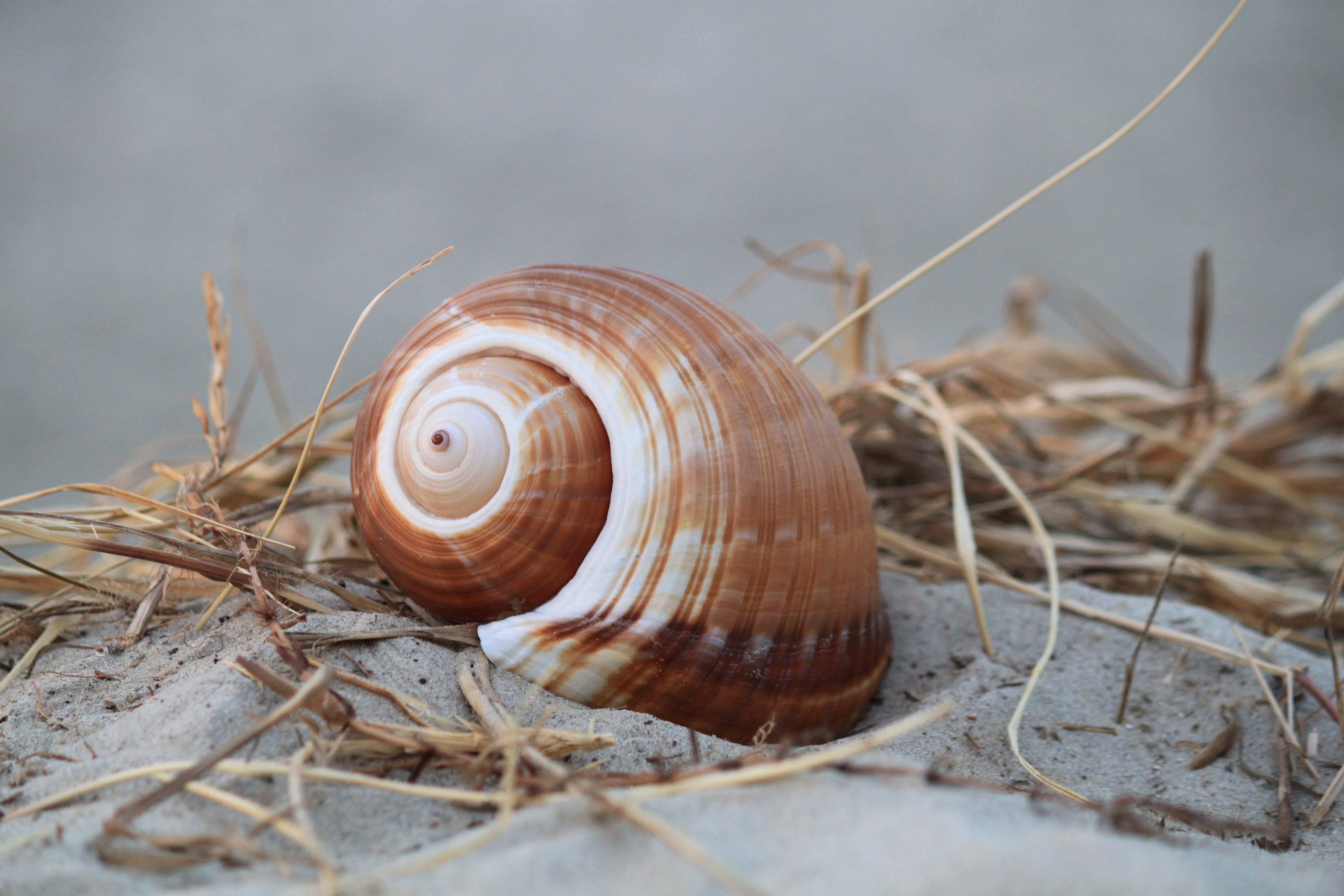 beige and brown snail