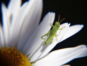 green grasshopper and white sunflower thumbnail