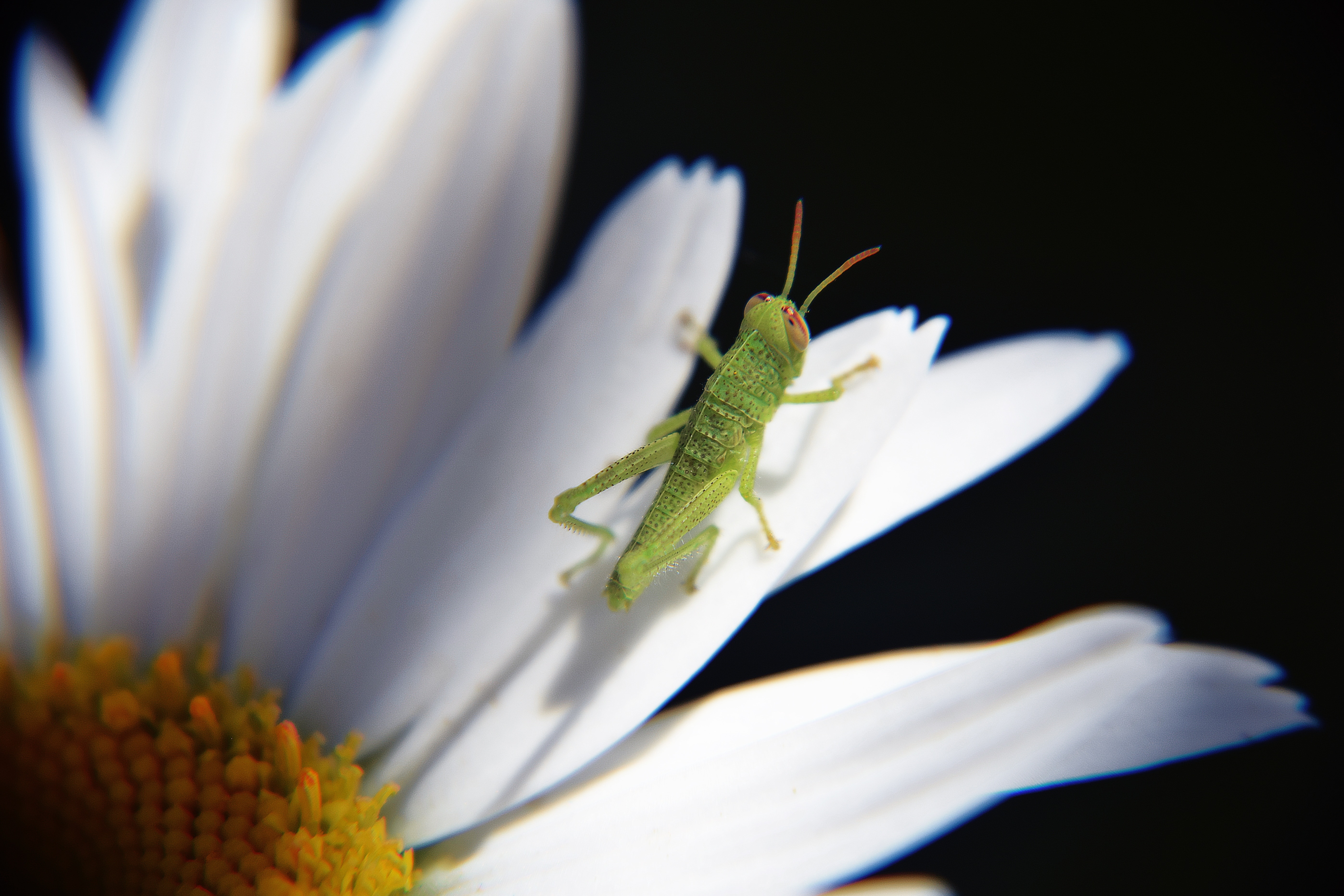 green grasshopper and white sunflower