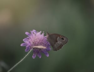 brown butterfly and purple petaled flowers thumbnail