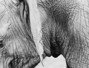 greyscale photo of elephant thumbnail