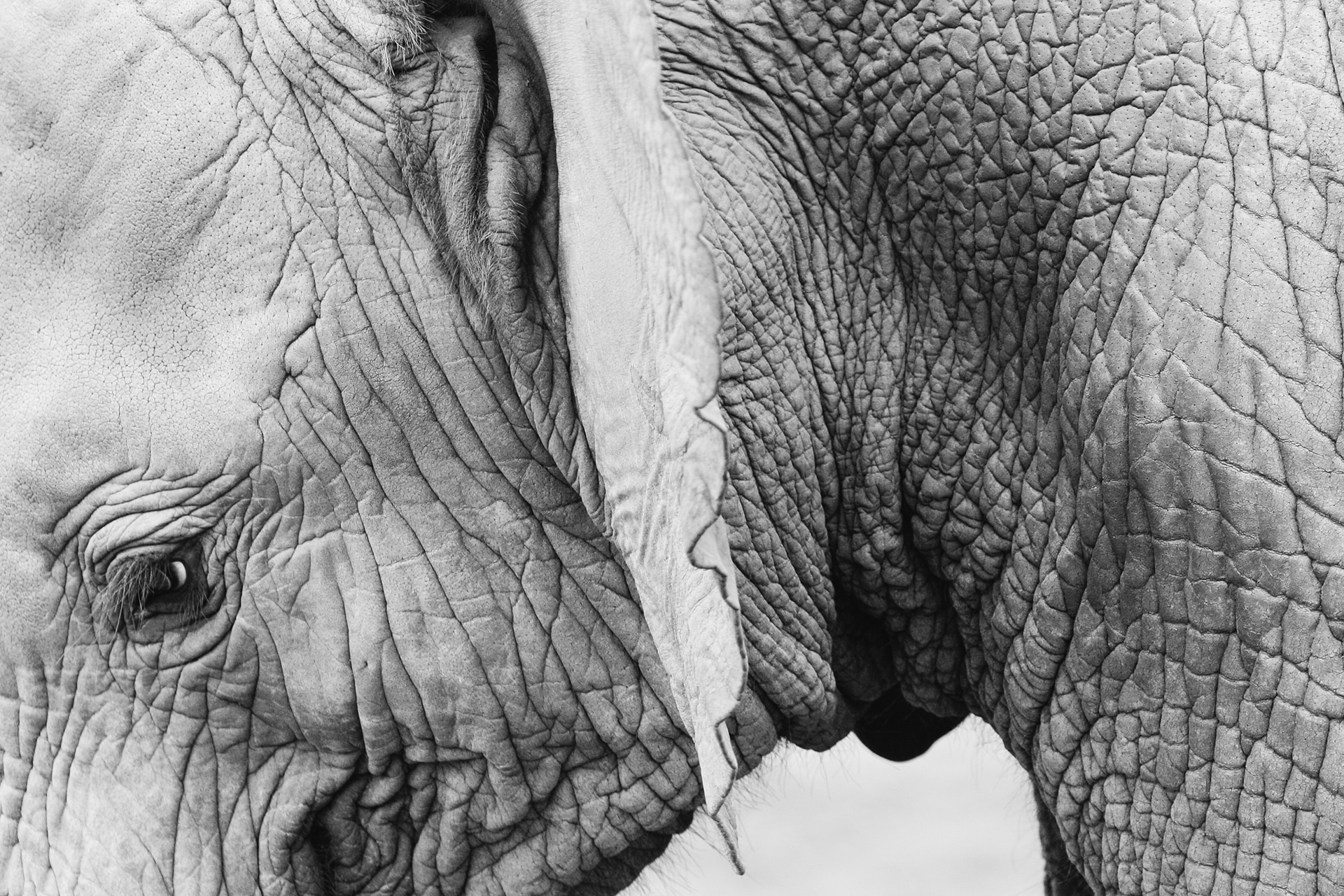 greyscale photo of elephant