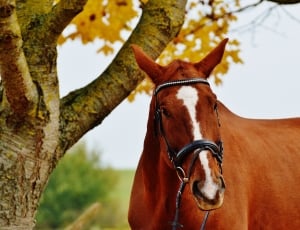 Ride, Reiterhof, Brown, Animal, Horse, horse, domestic animals thumbnail