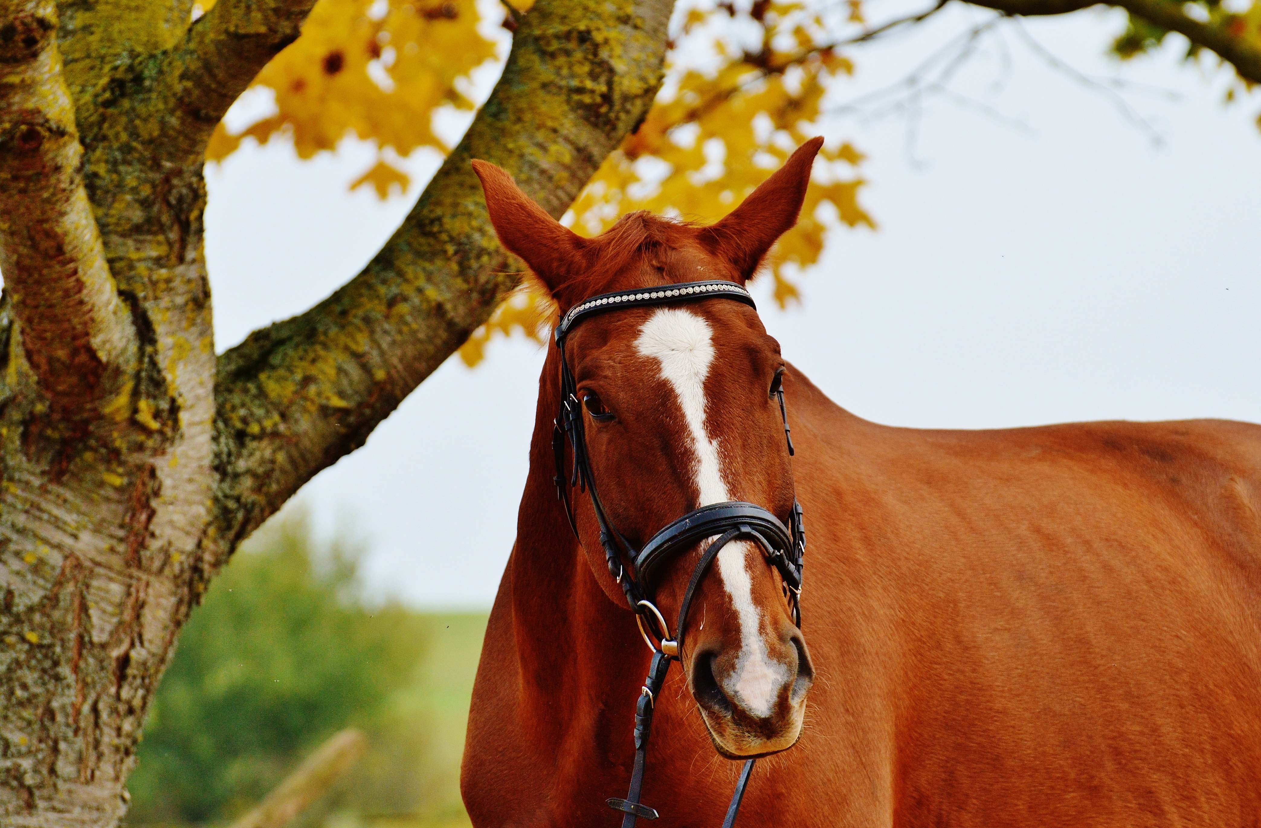 Ride, Reiterhof, Brown, Animal, Horse, horse, domestic animals