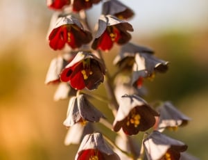gray and red petaled flower macro photo thumbnail
