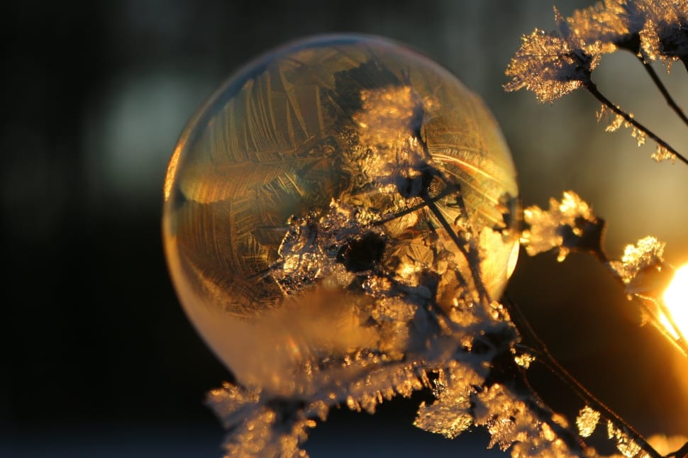 Eiskristalle, Ball, Soap Bubble, Frost, one animal, animal themes preview