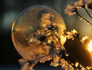 Eiskristalle, Ball, Soap Bubble, Frost, one animal, animal themes thumbnail