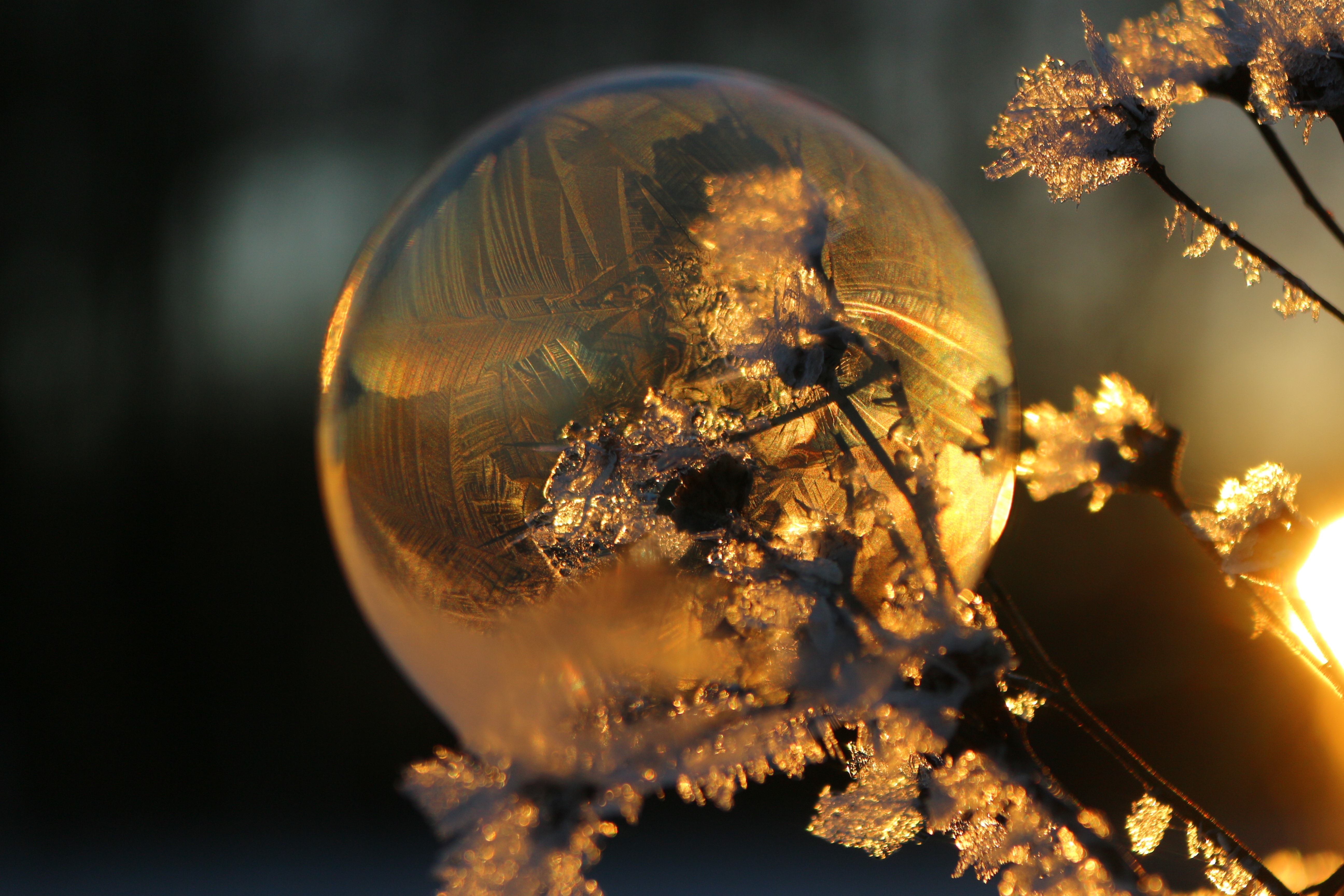 Eiskristalle, Ball, Soap Bubble, Frost, one animal, animal themes
