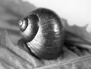 silver snail shell thumbnail