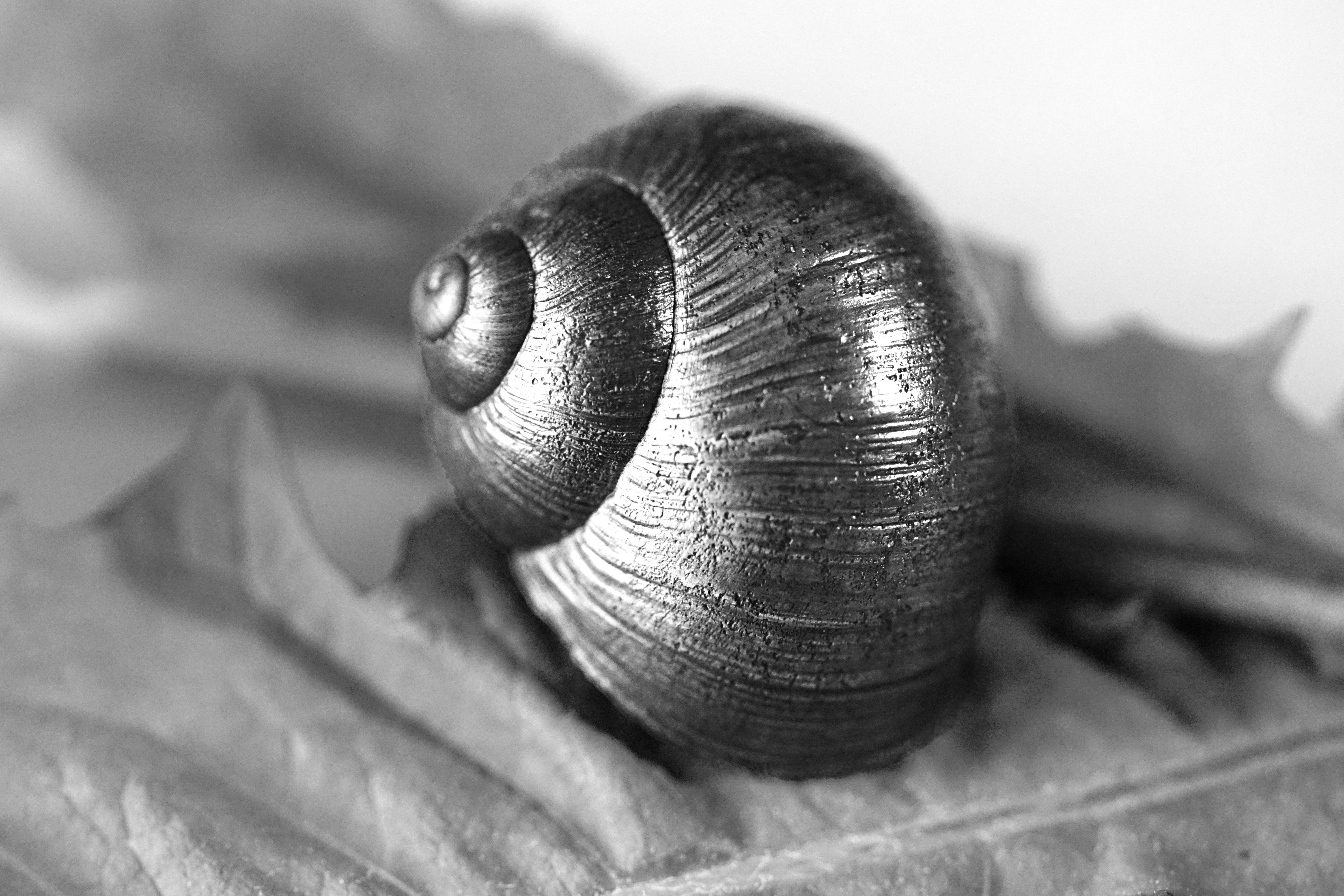 silver snail shell