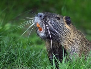 closeup of beaver on grass during daytime thumbnail