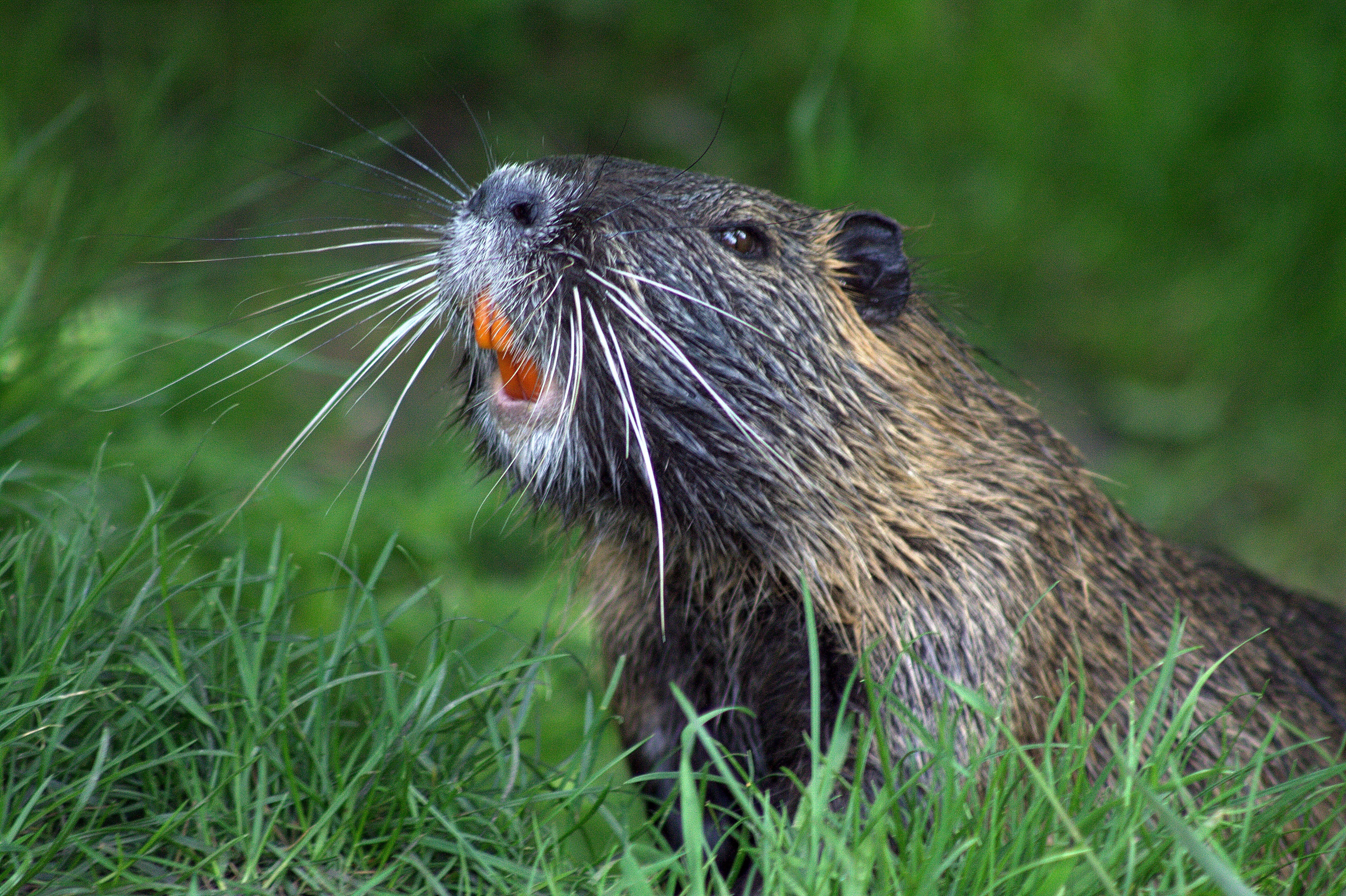 closeup of beaver on grass during daytime