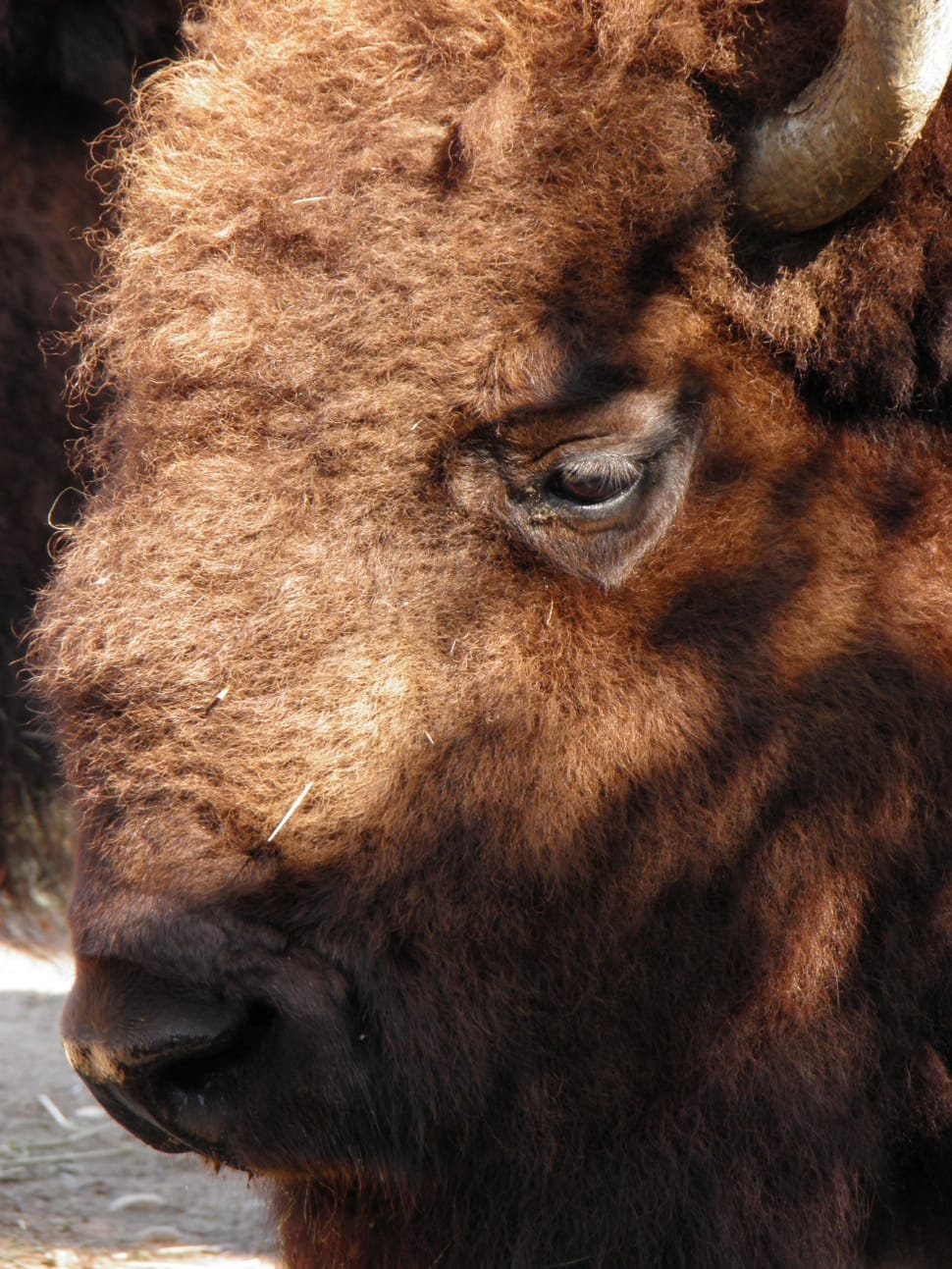 brown bison close up photo preview