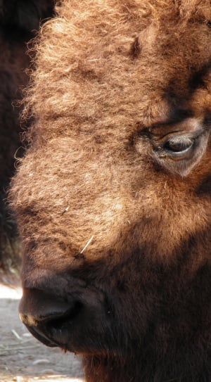 brown bison close up photo thumbnail