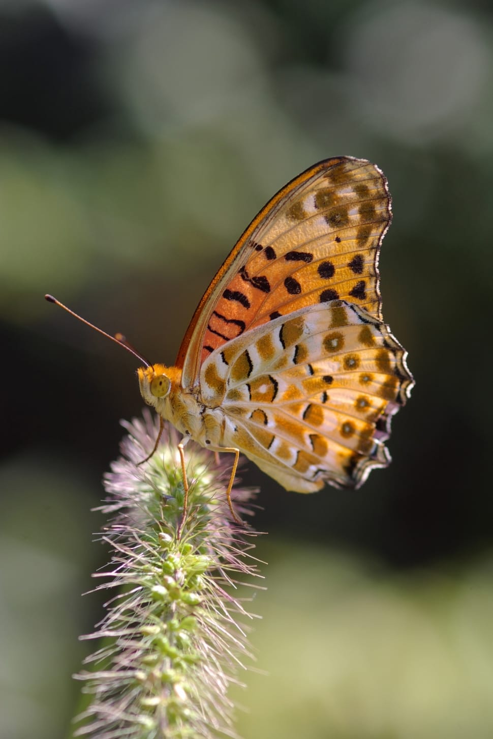Argynnis Hyperbius, Butterfly, insect, one animal preview