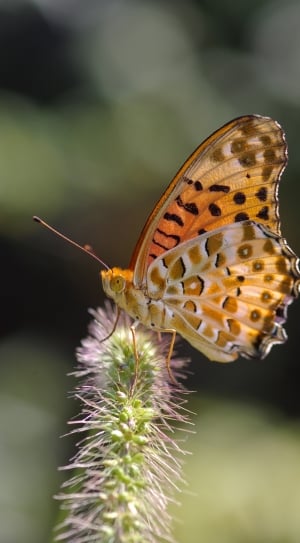 Argynnis Hyperbius, Butterfly, insect, one animal thumbnail