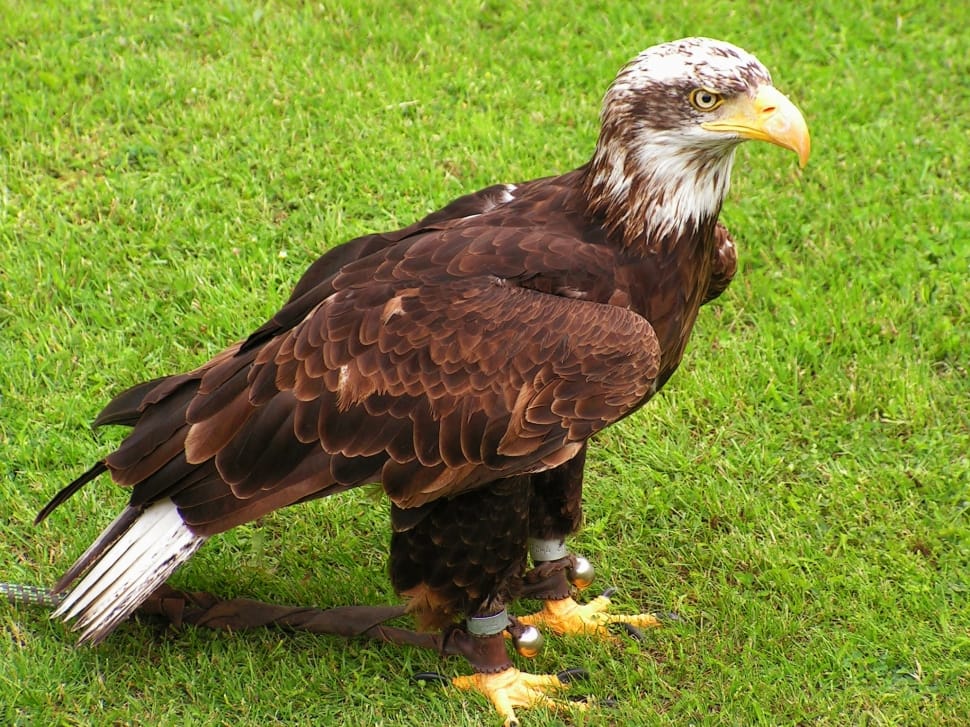 Predator, Bald Eagle, Eagle, Cub, Bird, grass, one animal preview