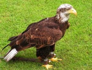 Predator, Bald Eagle, Eagle, Cub, Bird, grass, one animal thumbnail