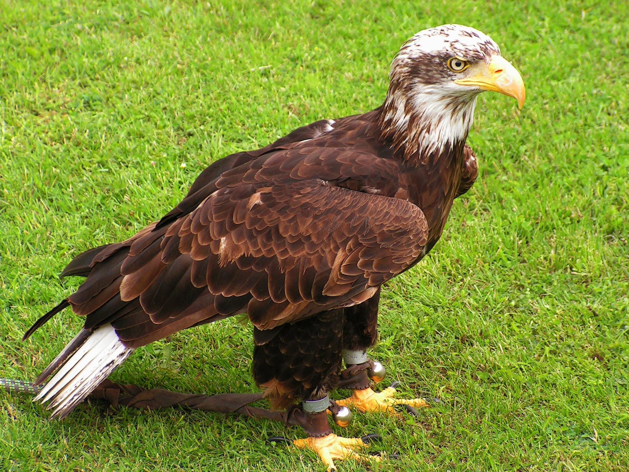 Predator, Bald Eagle, Eagle, Cub, Bird, grass, one animal