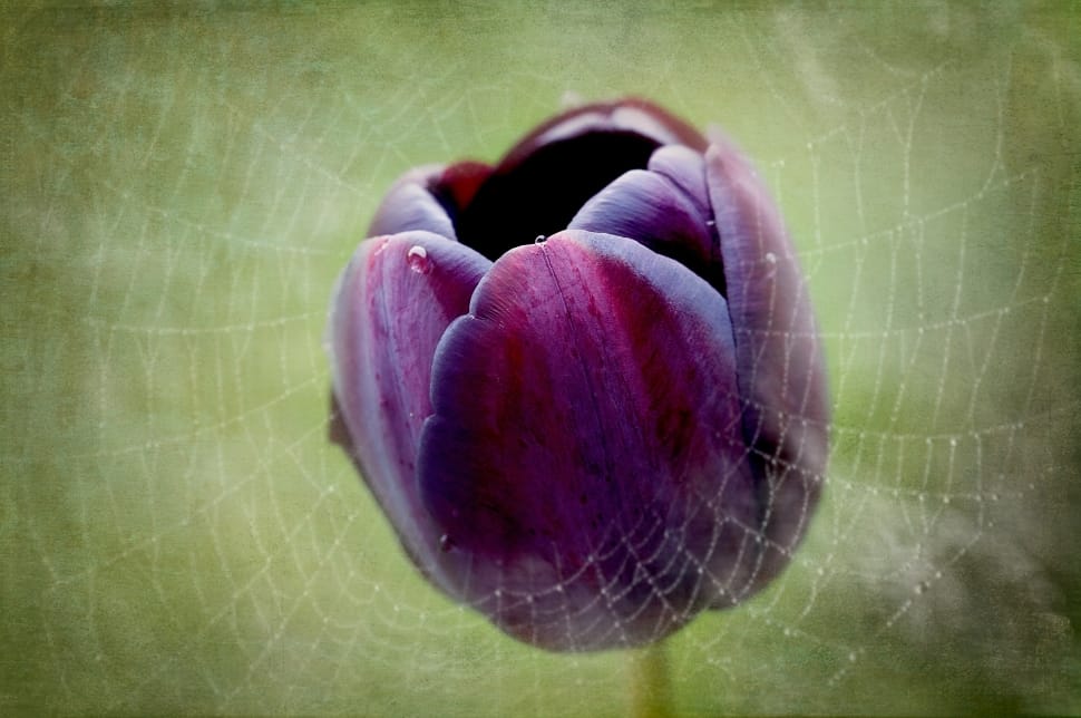 purple tulip in middle of spider web preview
