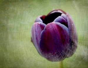 purple tulip in middle of spider web thumbnail