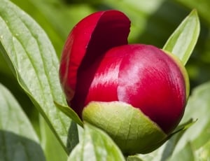 Nature, Flora, Flower, Peony, Spring, leaf, red thumbnail