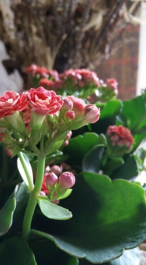 pink and white flowers thumbnail