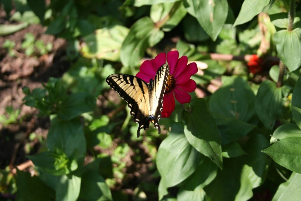 Garden, Butterfly, Red Flower, animals in the wild, one animal preview