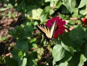 Garden, Butterfly, Red Flower, animals in the wild, one animal thumbnail