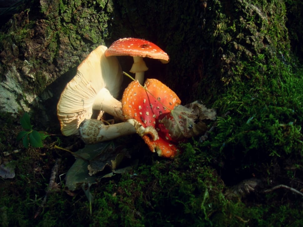 orange and white mushroom preview