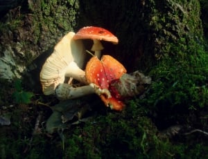 orange and white mushroom thumbnail