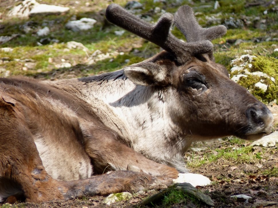 white and brown reindeer lying on green grass during daytime preview
