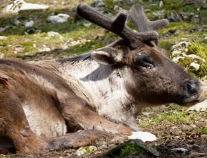 white and brown reindeer lying on green grass during daytime thumbnail