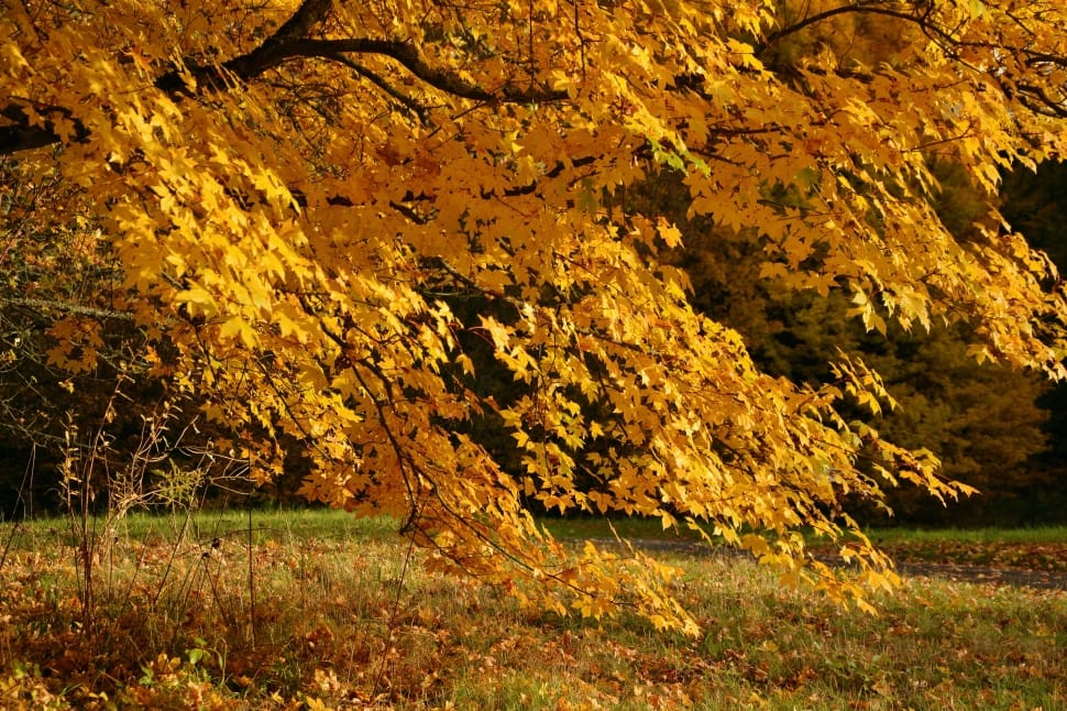 yellow leaved tree preview