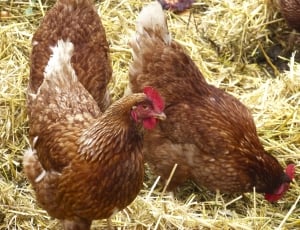 3 brown hens thumbnail