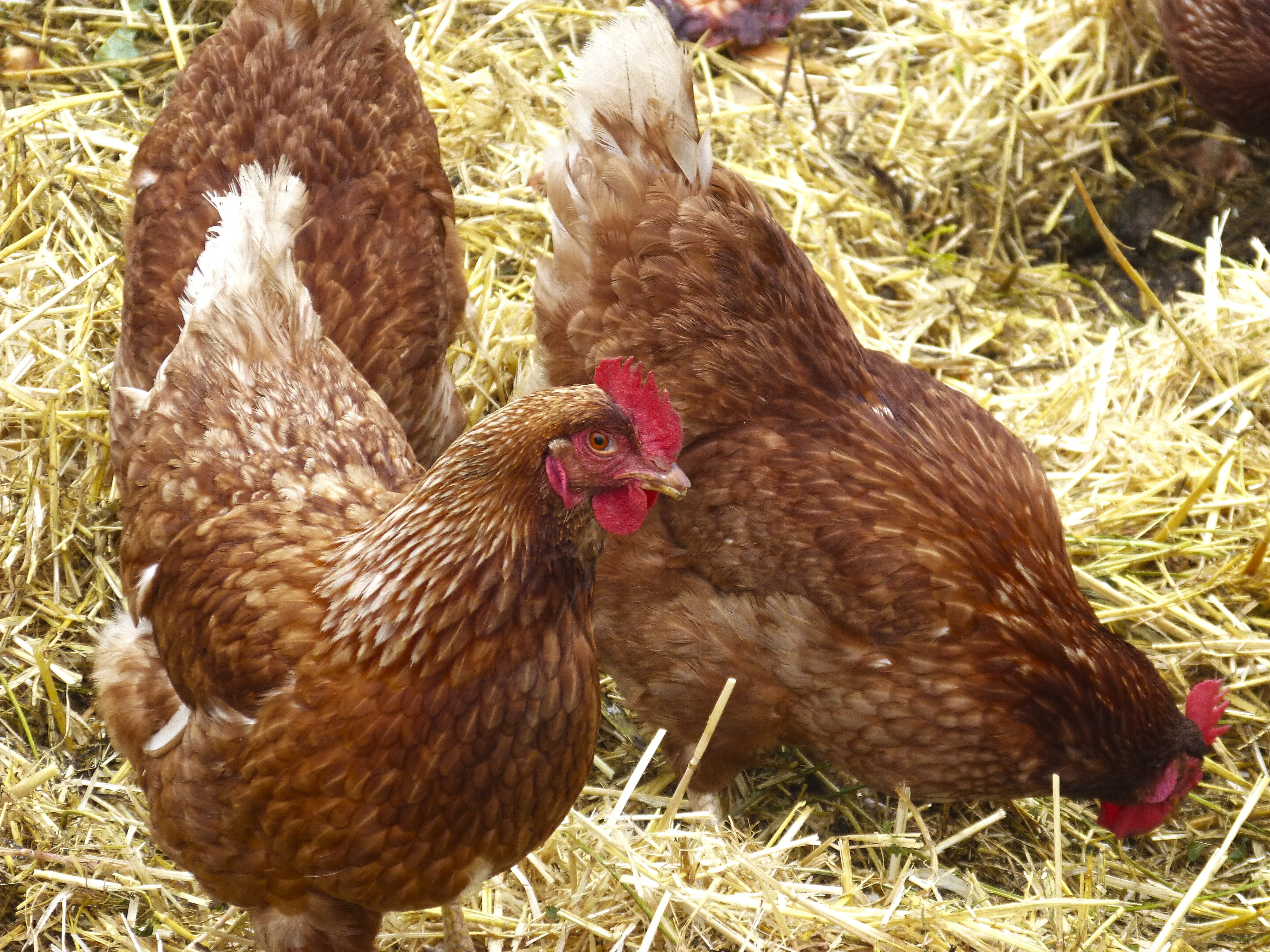 3 brown hens