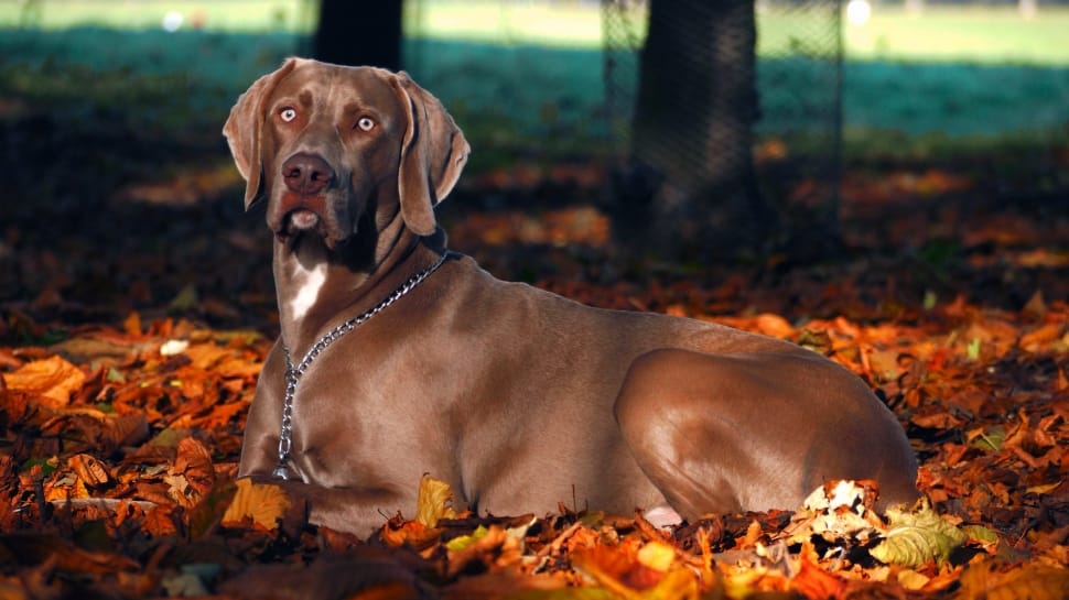 Fall, Dog, Weimaraner, Autumn, dog, pets preview