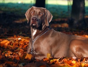 Fall, Dog, Weimaraner, Autumn, dog, pets thumbnail