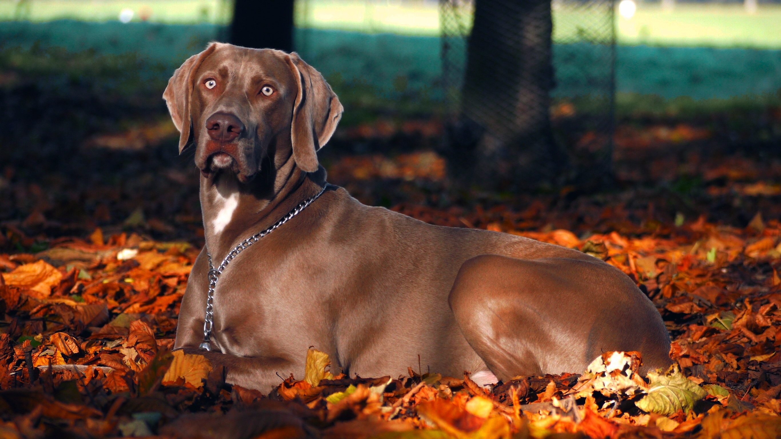 Fall, Dog, Weimaraner, Autumn, dog, pets