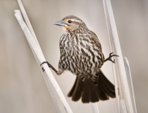 shallow focus photography of brown and grey bird between white twig during daytime thumbnail