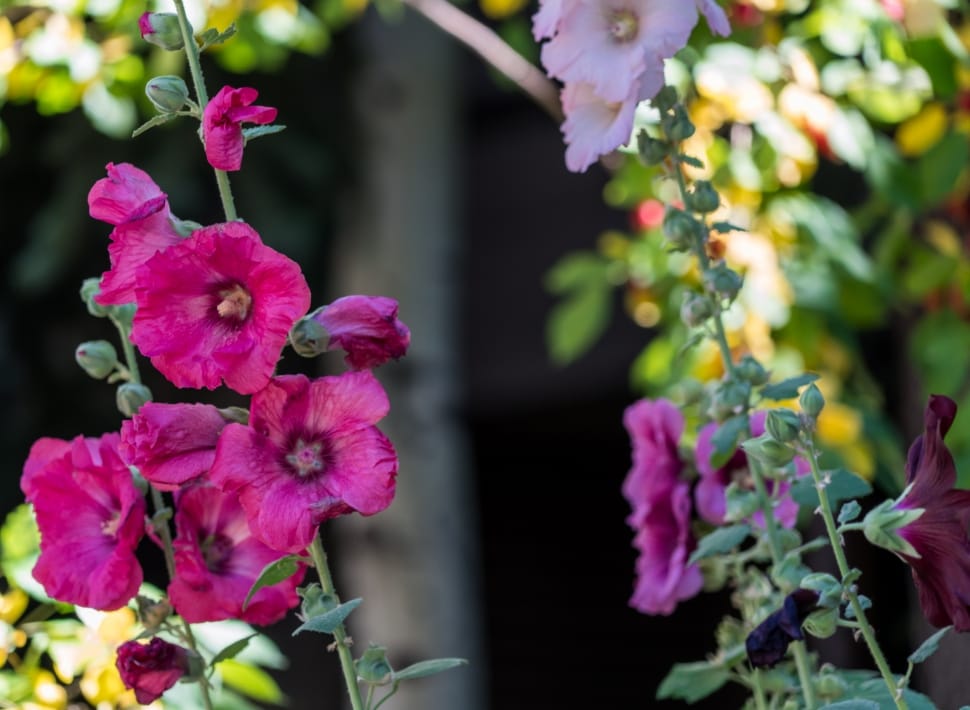 light and deep pink hollyhock flower preview