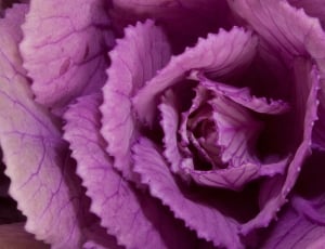 Ornamental Cabbage, Brassica Oleracea, purple, close-up thumbnail