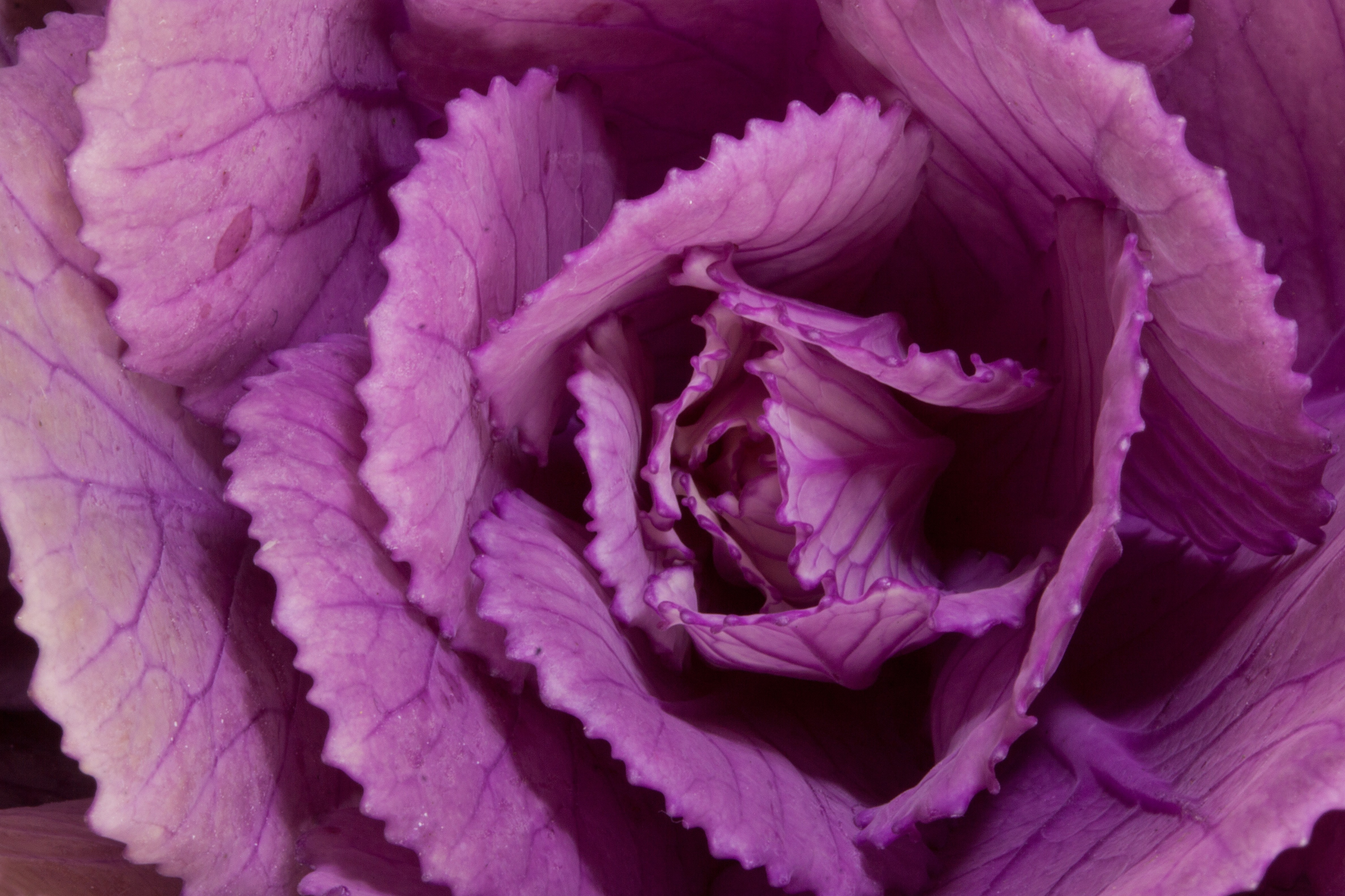Ornamental Cabbage, Brassica Oleracea, purple, close-up